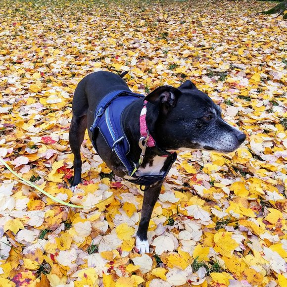 MEET YOUR POSHER, Tatiana ππ π»πΆπ - Picture 8 of 15